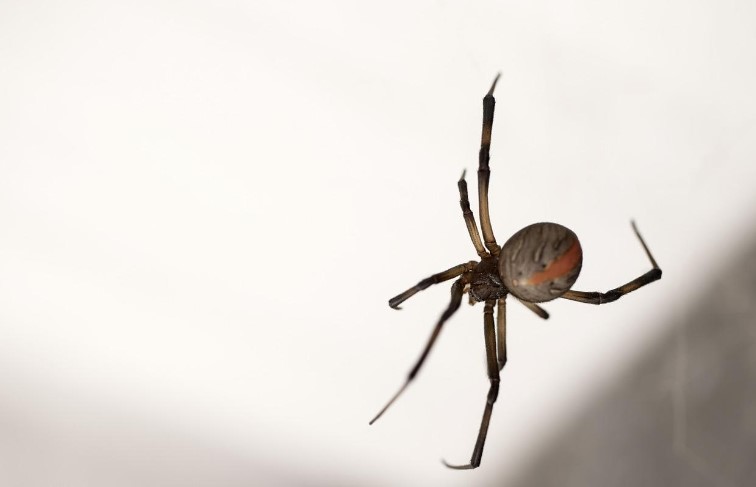 How To Kill Black Widow Spider in Utah